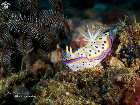 A Hypselodorus Tryoni | Nudibranch