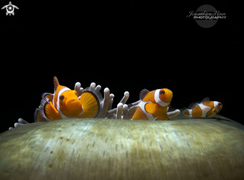 A Clark's Anemonefish