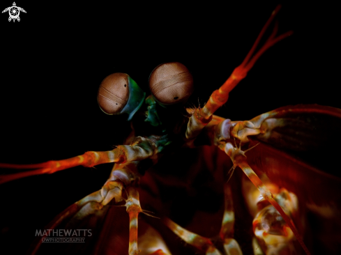 A Mantis Shrimp