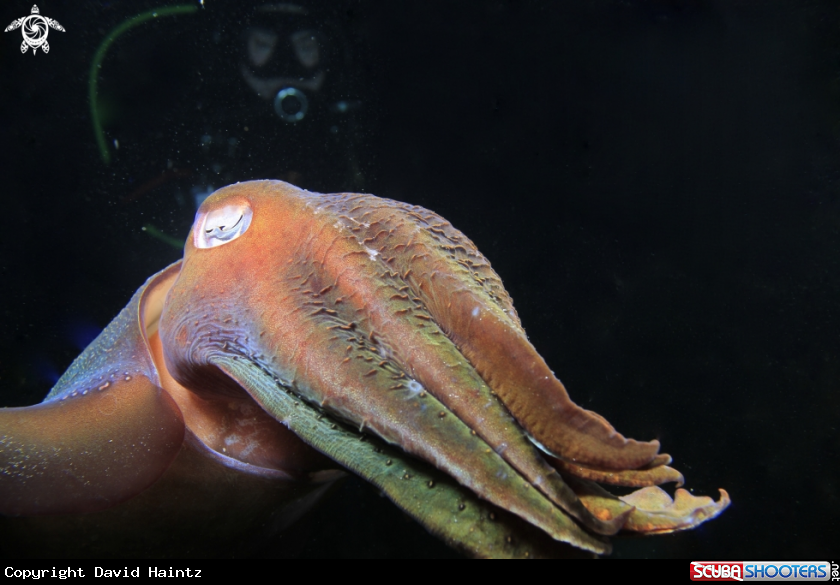 A Cuttlefish