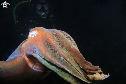 A Cuttlefish