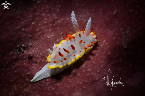 A Diaphorodoris papillata | Doride papille rosse