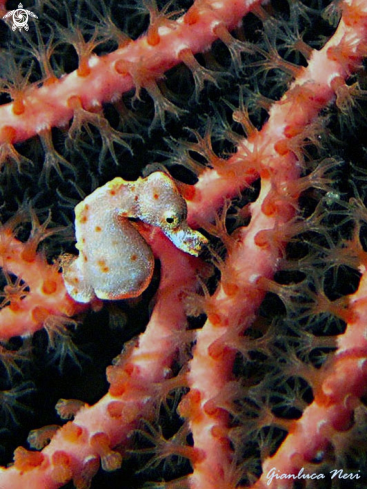 A Hippocampus denise | Pigmy seahorse
