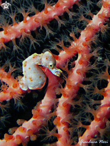 A Pigmy seahorse