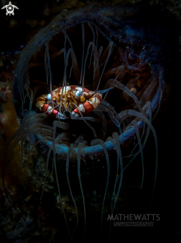 A Harlequin Crab