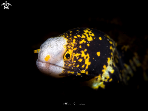 A Echidna nebulosa  | Snowflake moray