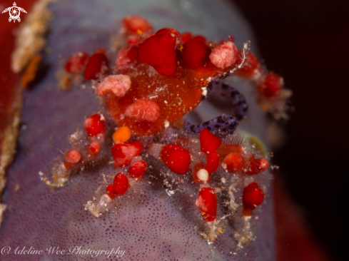 A Pelia mutica | Cryptic Teardrop Crab