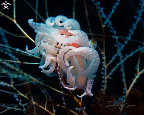 A Nudibranch