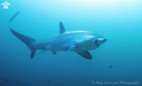 A Thresher shark