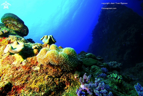 A Soft Coral formation 15 metres,Pointe Aux Piments,Mauritius