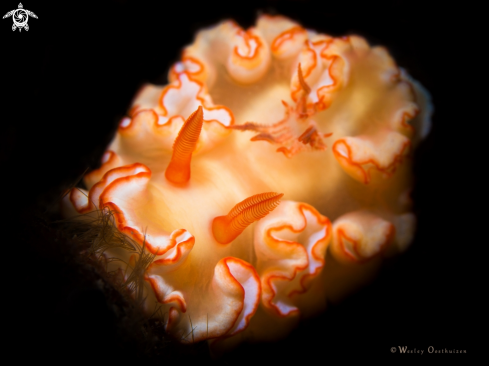 A Nudibranch