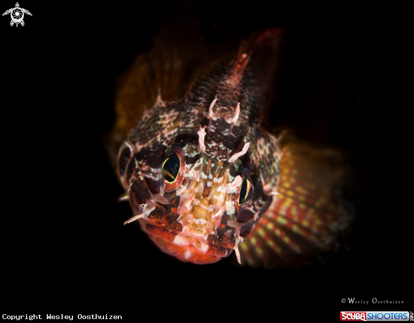 A Cheekspot scorpionfish