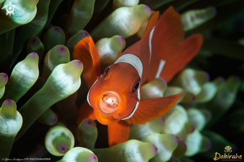 A Premnas biaculeatus with parasitic isopod, Cymothoa exigua | Pesce Pagliaccio