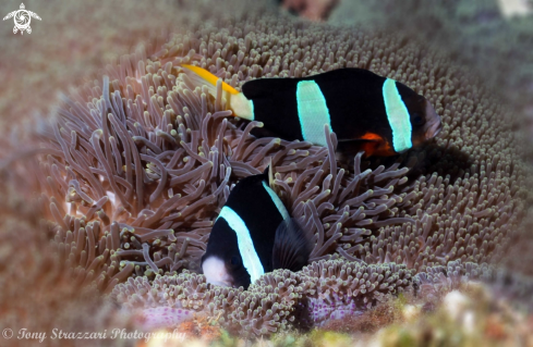 A Clark's clownfish