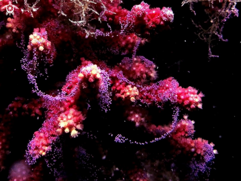 A Coral Eggs