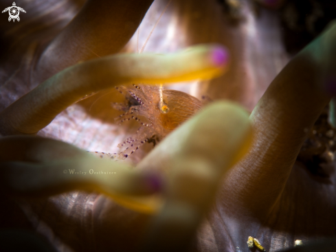 A Ancylomenes sarasvati | Sarasvati Anemone Shrimp