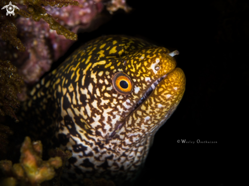 A Gymnothorax eurostus | Abbott's moray eel 