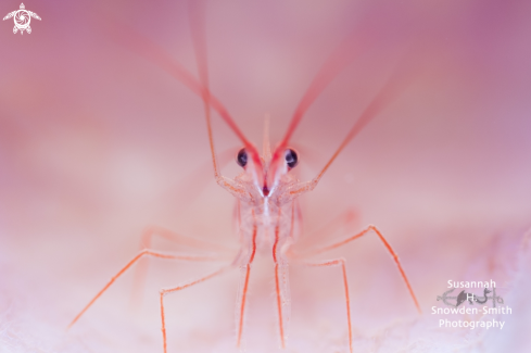 A Peppermint Shrimp