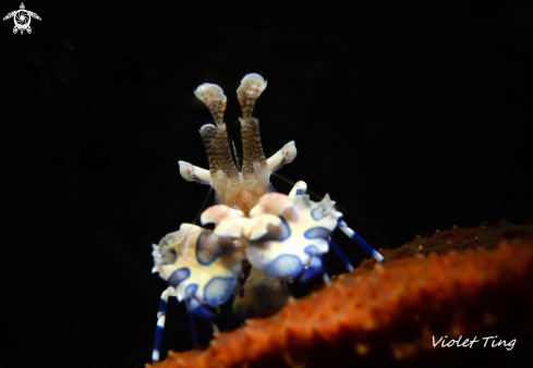 A Harlequin Shrimp