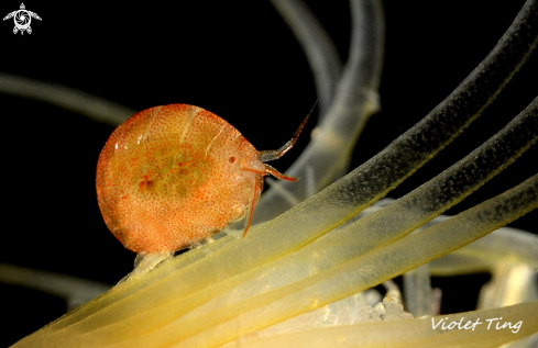 A Ladybug Amphipod