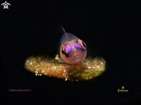 A Goby pink eyes