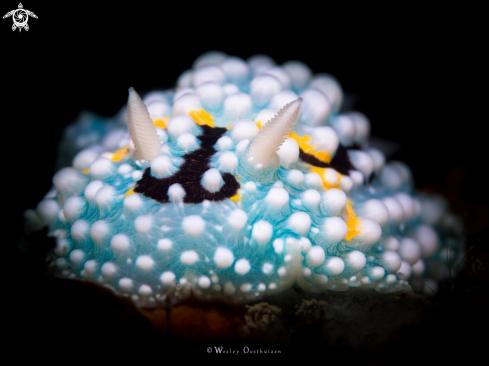 A Nudibranch