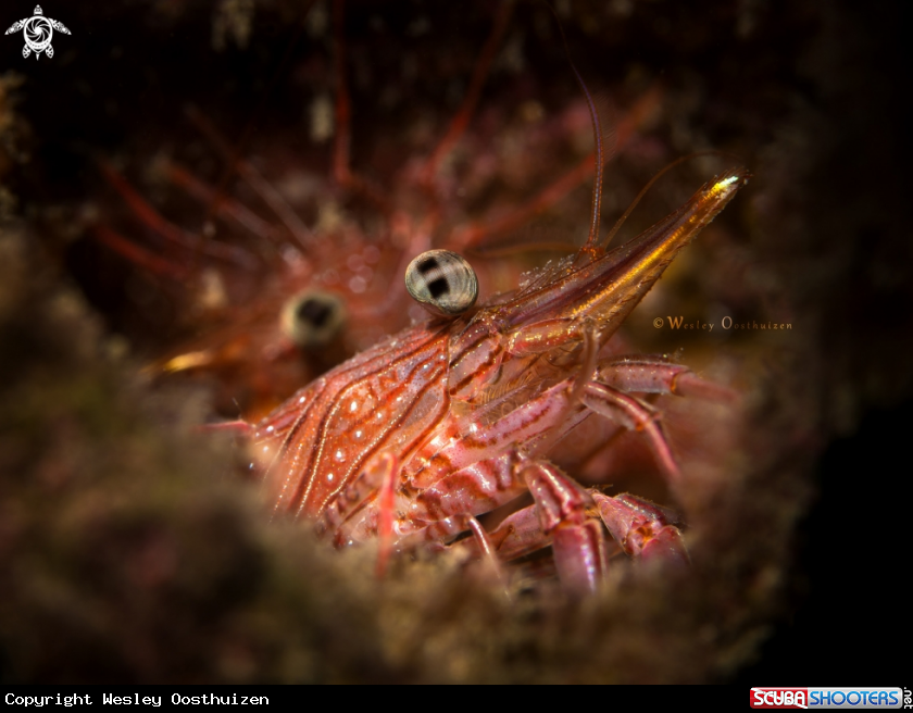 A Bruce's hinge-beak shrimp
