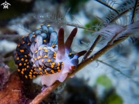 A Cuthona sp. | Nudibranch