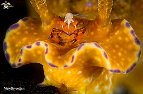 A Zenopontonia rex up Ceratosoma tenue | emperor shrimp