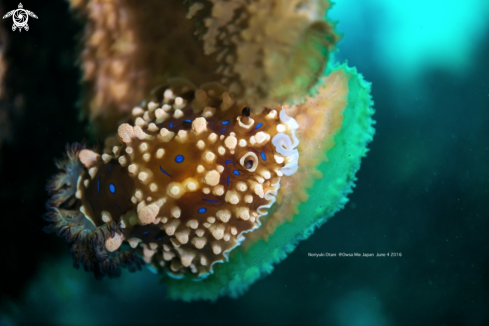 A Dendrodoris krusensternii (Gray, 1850) | nudi