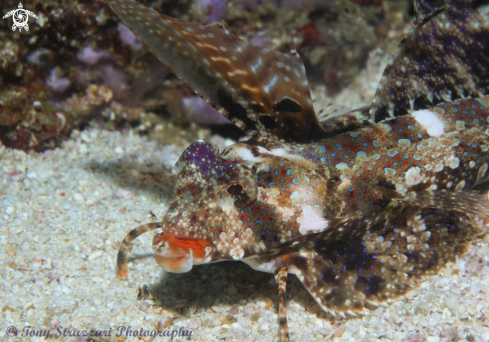 A Dactylopus kuiteri | Dragonet