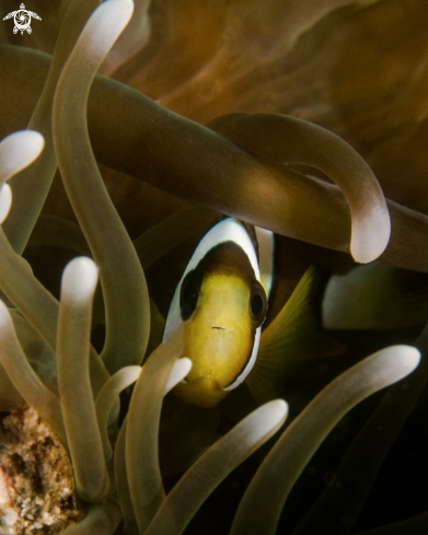 A Clownfish