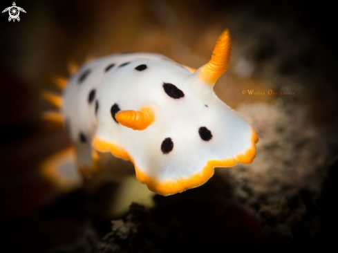 A Chromodoris Orientalis | Nudibranch