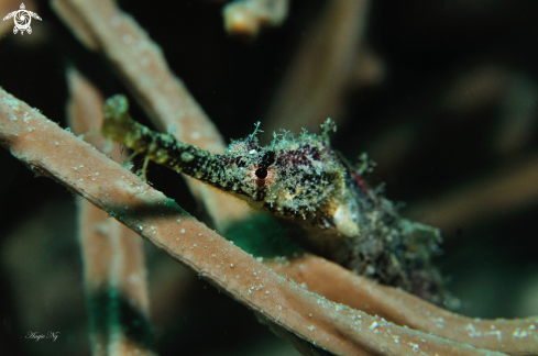 A LONG SNOUT STICK PIPEFISH