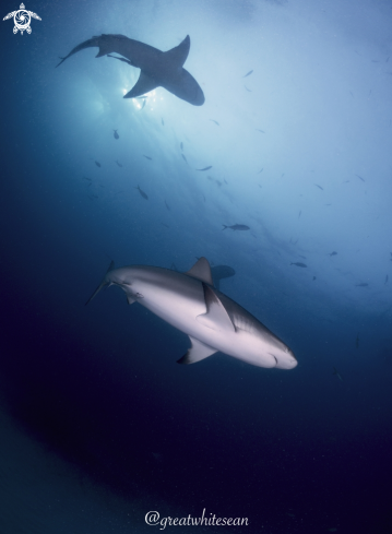 A Carcharhinus Perezi | Caribbean Reef Shark