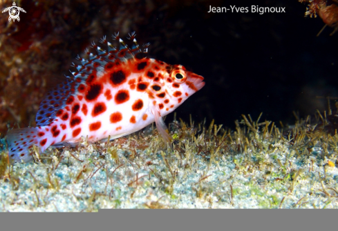 A Cirrhitichthys oxycephalus | Coral Hawkfish