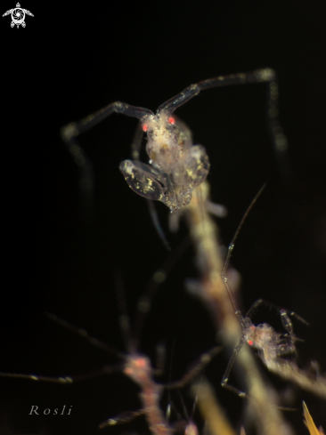 A Skeleton Shrimp