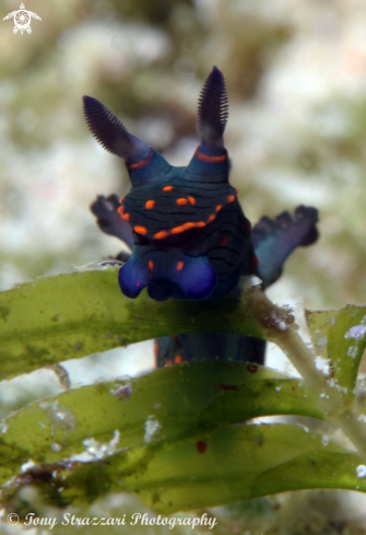 A Nembrotha sp. | Nembrotha (unidentified)