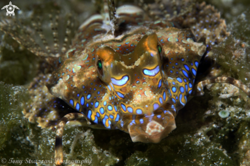 A Fingered Dragonet