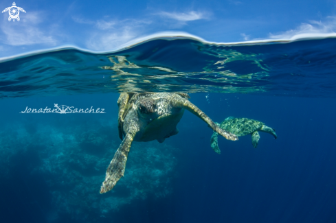 A Green turtles mating