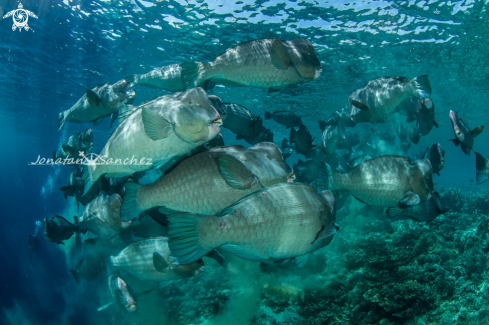 A Bumphead parrotfish