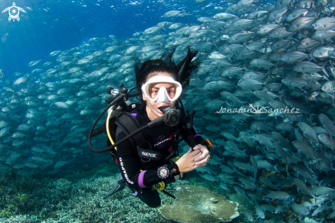 A Big eye trevally