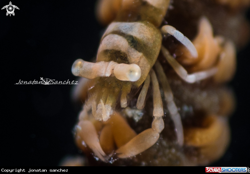 A sea whip shrimp