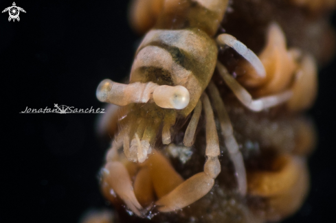 A sea whip shrimp