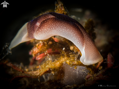 A Headshield slug