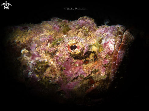 A Scorpaenopsis diabolus | Devil Scorpionfish