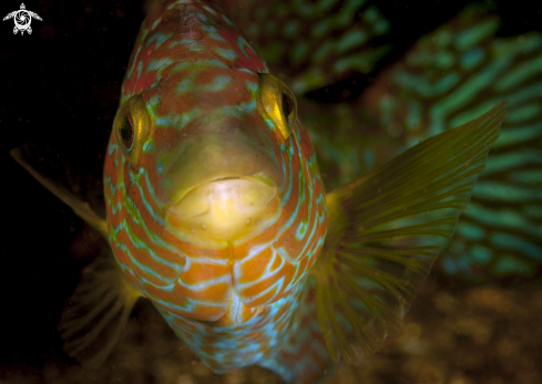 A Corkwing Wrasse
