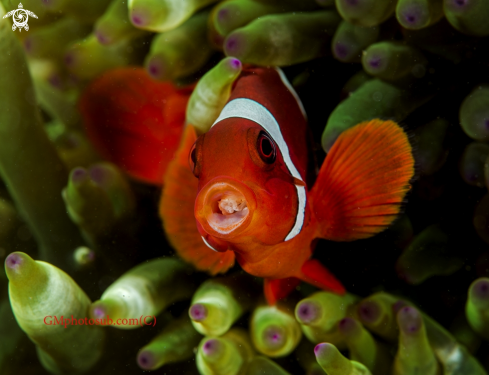 A Clown fish | Clown fish