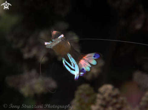 A Magnificent anemone shrimp