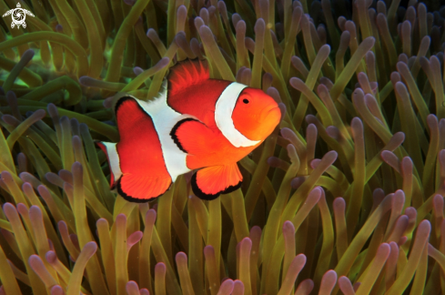 A Common Clownfish